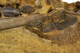 Dinosaur Bones, Tooth, and Tendons in Sandstone - Wyoming #302752-1